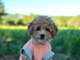 Poodle Erkek Ve Dişi Bebekler