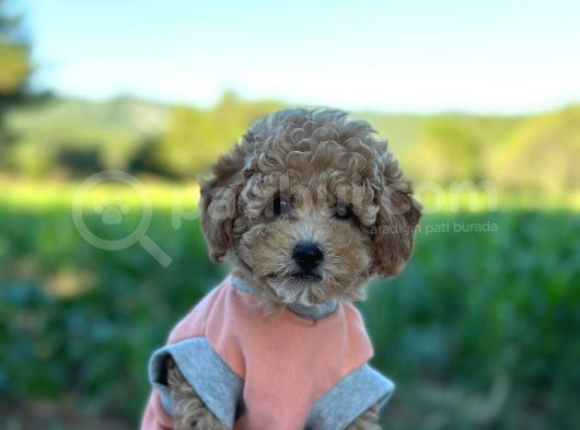 Poodle Erkek Ve Dişi Bebekler görsel