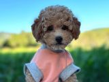 Poodle erkek ve dişi bebekler