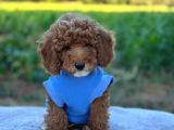 Poodle Erkek Ve Dişi Bebekler