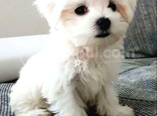 Teacup Maltese Terrier Bebekler