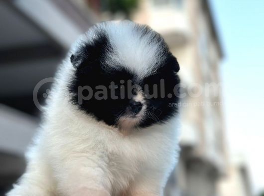 Kusursuz Anatomi Pomerian Bebekler görsel