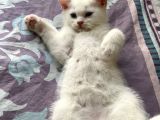 British Erkek Kedi