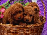 Her Bütçeye Toy Poodle Yavrular