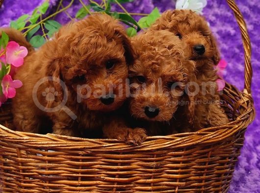 Her Bütçeye Toy Poodle Yavrular görsel