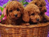 HER BÜTÇEYE TOY POODLE YAVRULAR