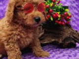 Her Bütçeye Toy Poodle Yavrular