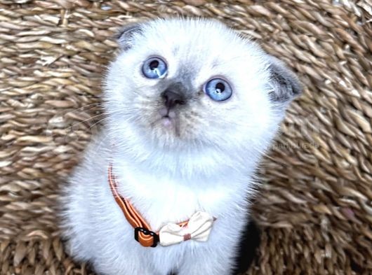 Safkan Bluepoint Dişi Scottish Fold Bebemiz görsel
