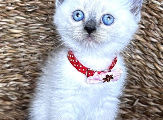 Safkan Dişi Bluepoint British Shorthair Bebeğim görsel