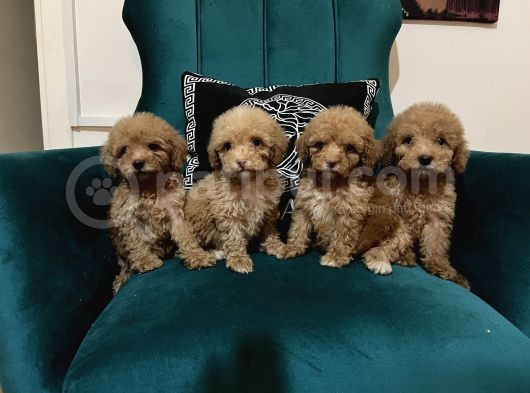 Küçük Çocuklarım Poodle