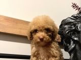 Küçük Poodle Kızım
