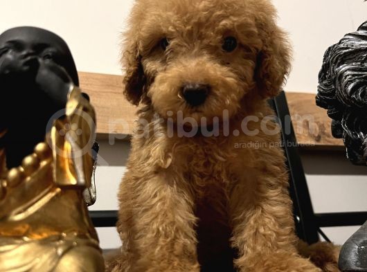 Küçük Toy Poodle Kızım görsel