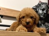 Orjinal Toy Poodle Bebeğim