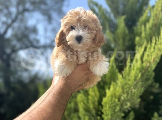 Orjinal Maltipoo Bebeğim görsel