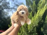 Orjinal Maltipoo Bebeğim