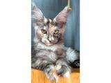 Full Şecereli Safkan Dişi-Erkek Maine Coon Yavruları