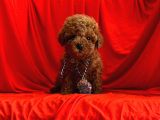 Safkan Toy Poodle Yavrularımız