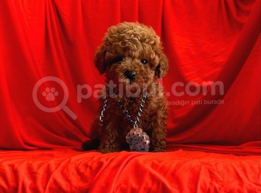 Safkan Toy Poodle Yavrularımız