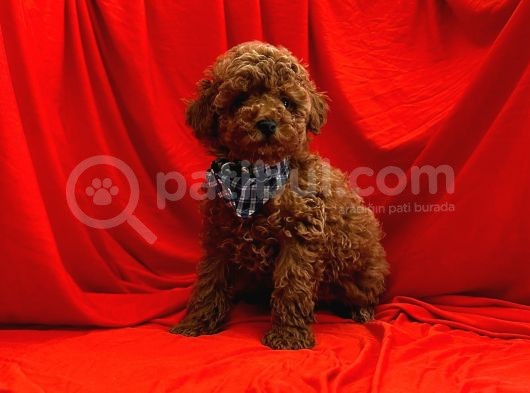 Safkan Toy Poodle Yavrularımız görsel