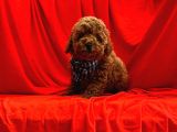 Safkan Toy Poodle Yavrularımız
