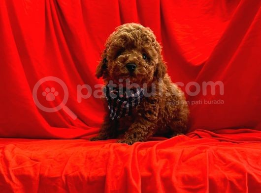 Safkan Toy Poodle Yavrularımız görsel