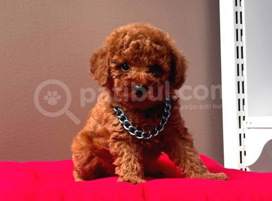 Safkan Toy Poodle Yavrularımız görsel