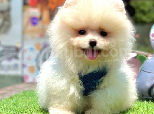 Safkan Pomeranian Boo Yavrularımız