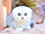 Gümüş Çizgili Scottishfold