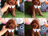 Hipoalerjenik Tüylere Sahip Tüy Dökmeyen Poodle 