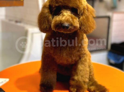 6 Aylik Erkek Toy Poodle Yavrumuz