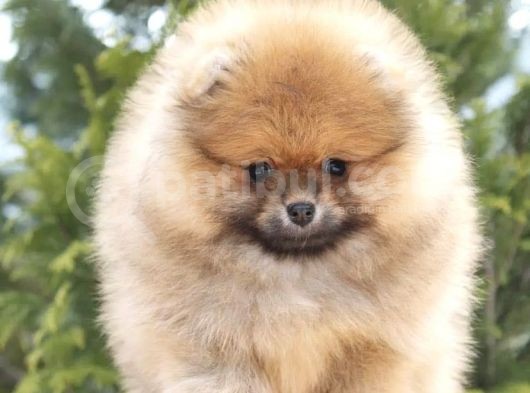 Pomerani̇an Boo Yavrular