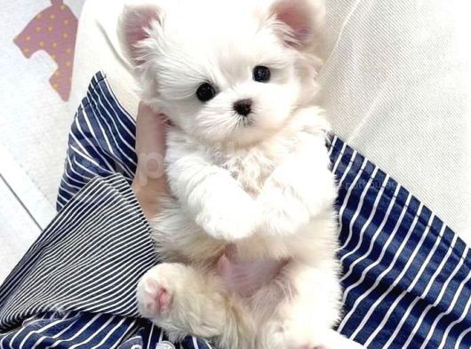 Teacup Maltese Terrier Bebekler görsel