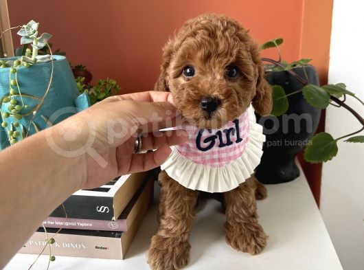 Bizim Çocukları Görmeden Karar Vermeyin görsel