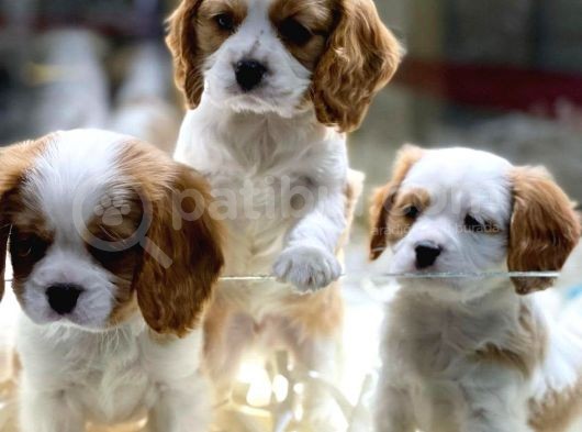 Vonalp Pet Torium Sube Garantisiyle Efsane Kalitede Cavali̇er Ki̇ng Charles Yavrular