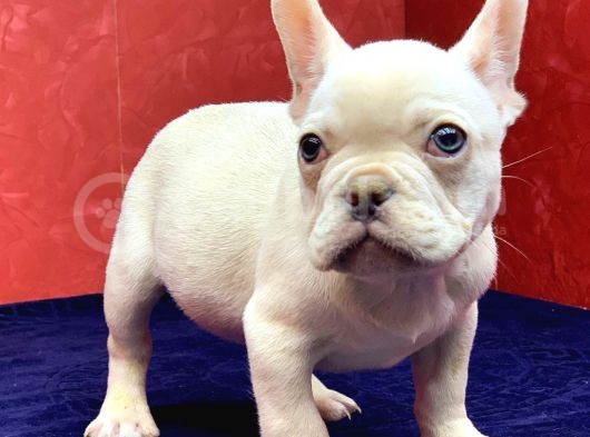 Muhteşem Güzellikte French Bulldog Platinyum Erkek Yavru görsel