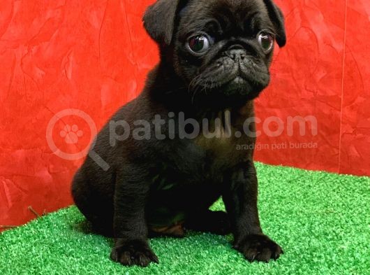 Gözlerinizi Kamaştıracak Siyah Erkek Pug Yavru görsel