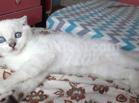 Sevimli Pamuğumuz Yeni Yuvasını Arıyor British Longhair görsel