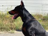 safkan A SCR Dobermann Yavrularimiz