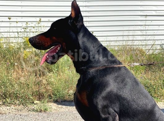 Safkan A Scr Dobermann Yavrularimiz