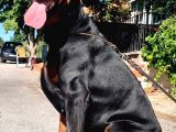Safkan A Scr Dobermann Yavrularimiz