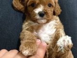 Üst Kali̇te Mi̇ni̇k Cavapoo Yavrular