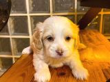 Ev Doğumu Maltipoo Bebeğimiz