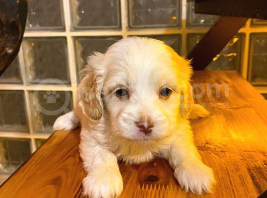 Ev Doğumu Maltipoo Bebeğimiz görsel