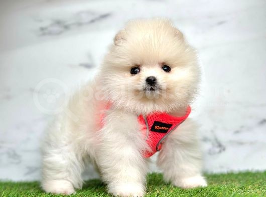 Birbirinden Güzel Pomeranian Yavrular görsel