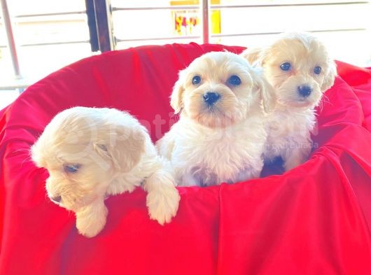 Ev Doğumu Maltese Bebekler görsel