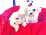 Ev doğumu maltese bebekler