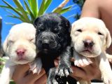 Labrador Retriever  Yavrularımız Bursa Türkiye Tüm İller Ve Avrupaya  Gönderim Mevcuttur