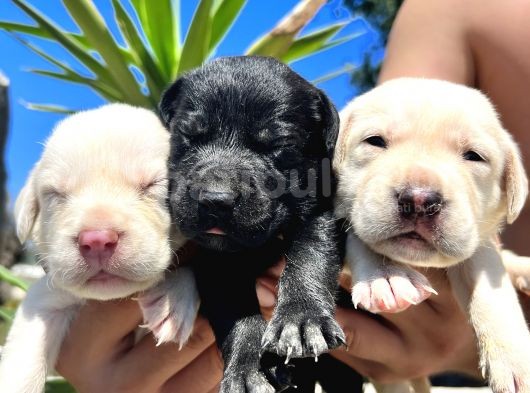 Labrador Retriever  Yavrularımız Bursa Türkiye Tüm İller Ve Avrupaya  Gönderim Mevcuttur görsel