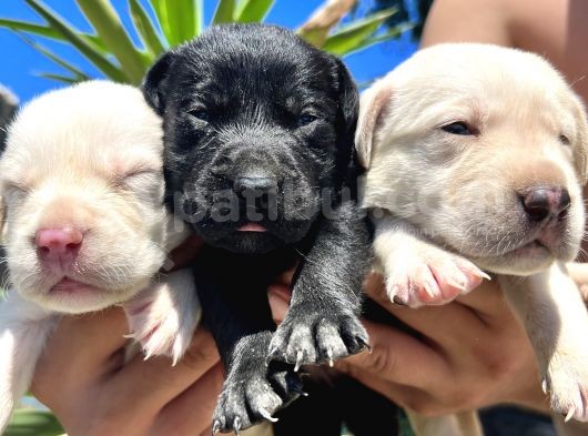 Labrador Retriever  Yavrularımız Bursa Türkiye Tüm İller Ve Avrupaya  Gönderim Mevcuttur