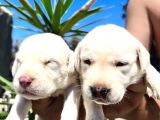 Labrador Retriever  Yavrularımız Bursa Türkiye Tüm İller Ve Avrupaya  Gönderim Mevcuttur